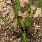 Equisetum ramosissimum Žievė