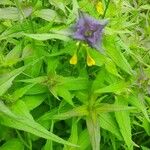 Melampyrum subalpinum Flor