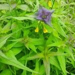 Melampyrum subalpinum Квітка