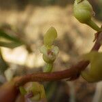 Bulbophyllum calyptratum Kwiat