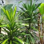 Dracaena arborea Hoja