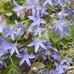 Campanula poscharskyanaЦвят