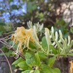 Lonicera japonica Λουλούδι
