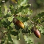 Quercus turbinella Ffrwyth