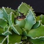 Faucaria bosscheana Хабит