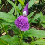 Roscoea purpurea Cvet