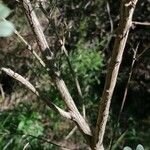 Cytisus arboreus Corteza
