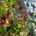 Combretum indicum Blüte