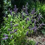 Agastache rugosa Hàbitat