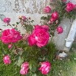 Rosa gallica Buveinė