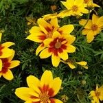 Bidens ferulifolia Virág