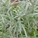 Helichrysum italicum Blad