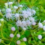 Chromolaena odorata Fleur