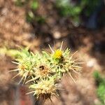 Centaurea melitensisÕis