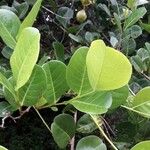 Chrysobalanus icaco Feuille