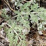 Lomatium canbyi Hoja