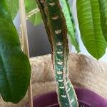Euphorbia canuti Habit