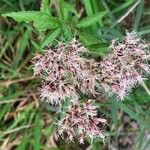 Eupatorium cannabinumBlomst