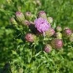 Cirsium arvenseFlower