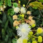 Acacia angustissima Floare