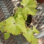 Begonia rex Leaf