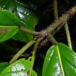 Ficus brevibracteata Otro