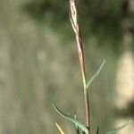 Acrospelion distichophyllum Habit