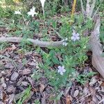 Dyschoriste oblongifolia Flor