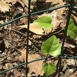 Aristolochia paucinervis Blad