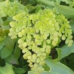 Adiantum raddianum Folha