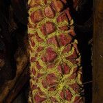 Sclerosperma mannii Blüte