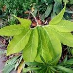 Sauromatum venosum عادت داشتن