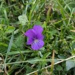 Viola lutea Flower