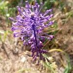 Muscari tenuiflorum Flower