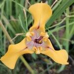 Cypella herbertii Flor