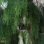 Dacrydium cupressinum Folla