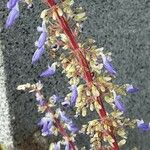 Plectranthus scutellarioides Květ