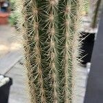 Cleistocactus variispinus List