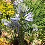 Camassia cusickii Flower