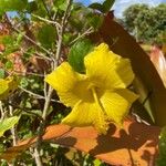 Hibiscus brackenridgei Blodyn