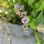 Mentha pulegium ᱵᱟᱦᱟ