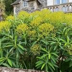 Euphorbia stygiana Hábito
