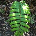 Blechnum cordatum Altres