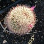 Mammillaria haageana Hábitos