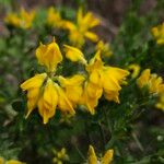 Genista hispanica Flor