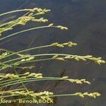 Carex canescens अन्य