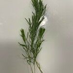 Artemisia dracunculus Leaf