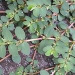 Euphorbia prostrata Blad