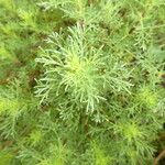 Artemisia campestris برگ