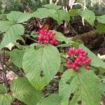 Viburnum lantanoides叶